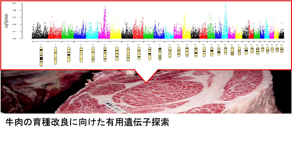 牛肉の育種改良に向けた有用遺伝子探索