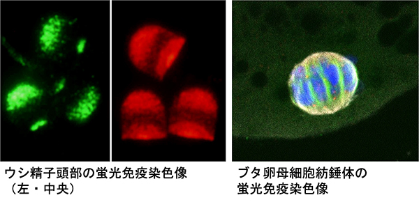 ウシ精子頭部の蛍光免疫染色像／ブタ卵母細胞紡錘体の蛍光免疫染色像