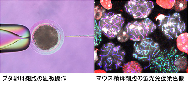 ブタ卵母細胞の顕微操作／マウス精母細胞の蛍光免疫染色像