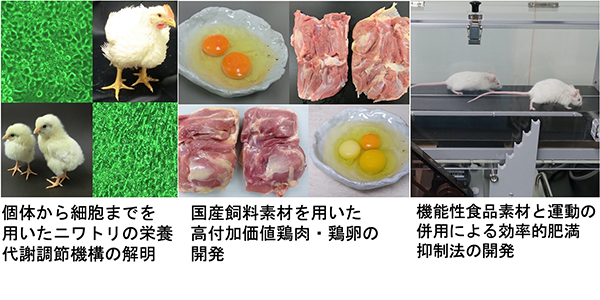 個体から細胞までを用いたニワトリの栄養代謝調節機構の解明／国産飼料素材を用いた高付加価値鶏肉・鶏卵の開発／機能性食品素材と運動の併用による効率的肥満抑制法の開発