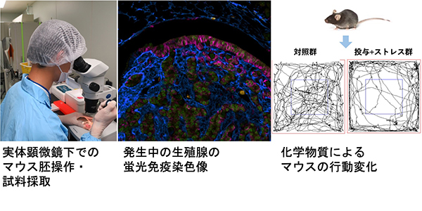 実体顕微鏡下でのマウス胚操作・試料採取／発生中の生殖腺の蛍光免疫染色像／化学物質によるマウスの行動変化