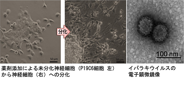 薬剤添加による未分化神経細胞（P19C6細胞）から神経細胞への分化／イバラキウイルスの電子顕微鏡像