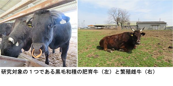 研究対象の１つである黒毛和種の肥育牛と繁殖雌牛