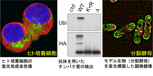 ヒト培養細胞の蛍光免疫染色像／抗体を用いたタンパク質の検出／モデル生物（分裂酵母）を蛍光標識した顕微鏡像