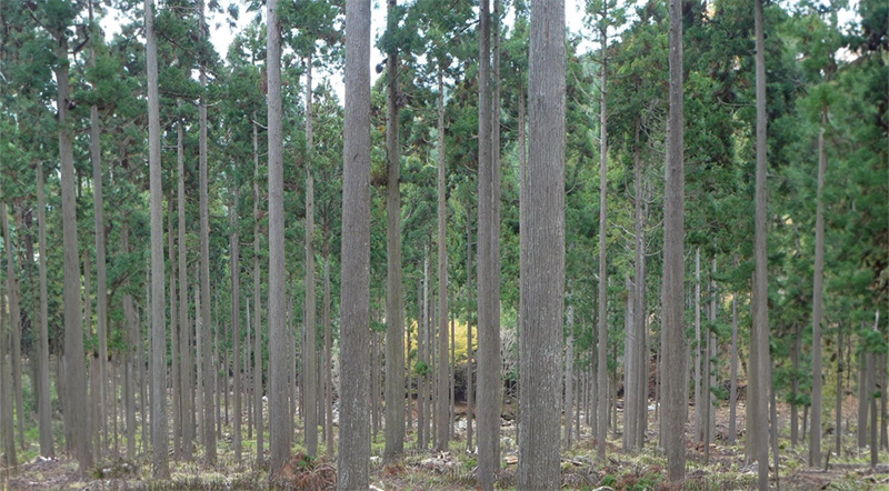 バイオエコノミーを基軸とした西粟倉村の持続可能な開発目標（SDGs）達成