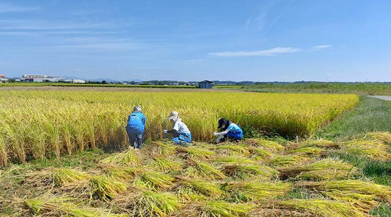 食資源教育研究センターが生産する米穀の活用戦略の検討